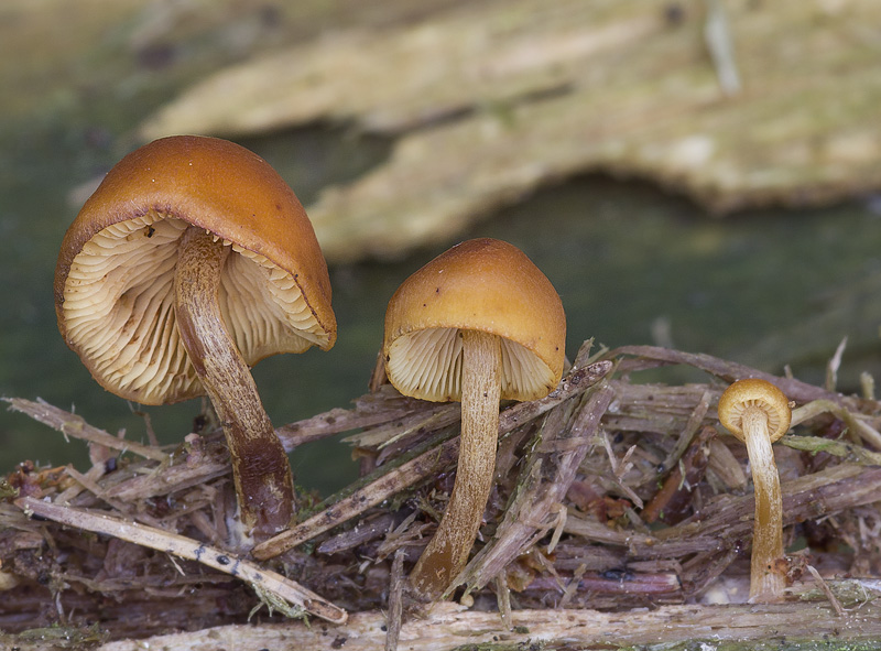 Gymnopilus bellulus